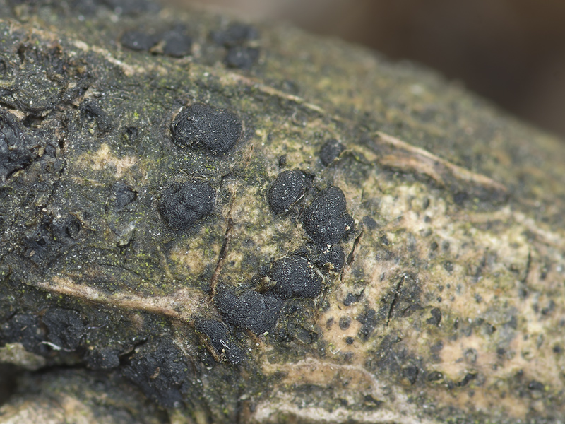 Tremella exigua